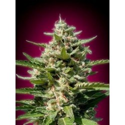 WHITE KUSH * ADVANCED SEEDS 1 SEME FEM 