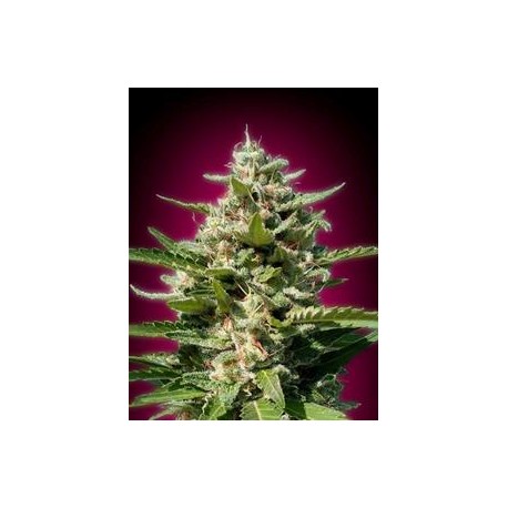 WHITE KUSH * ADVANCED SEEDS 1 SEME FEM 