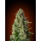 KALI 47 * ADVANCED SEEDS 1 SEME FEM 