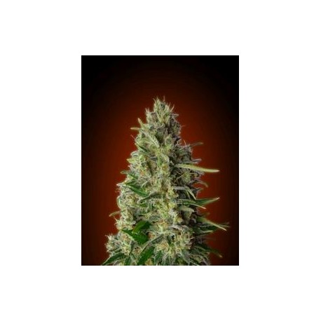 KALI 47 * ADVANCED SEEDS 1 SEME FEM 