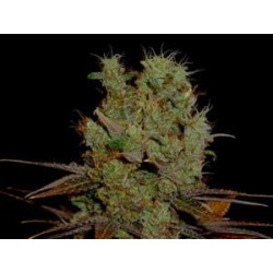 SOMANGO * SOMA SEEDS REGULAR 5 SEMI 