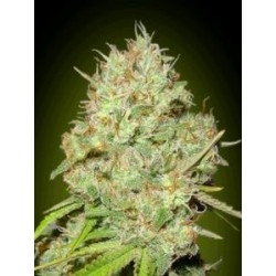 SHARK WIDOW * ADVANCED SEEDS 1 SEME FEM 