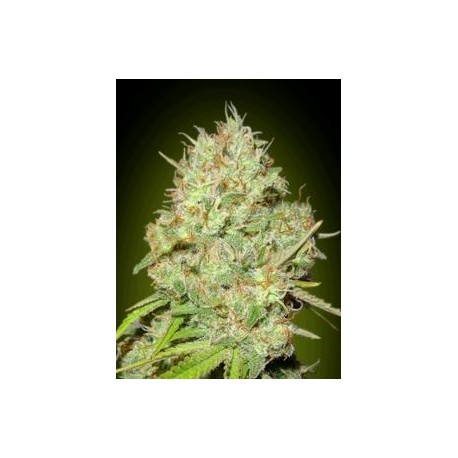 SHARK WIDOW * ADVANCED SEEDS 1 SEME FEM 