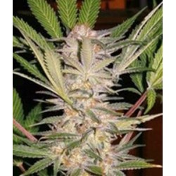 S.A.D. SWEET AFGANI DELICIOUS S1 * SWEET SEEDS 3 SEMI FEM 