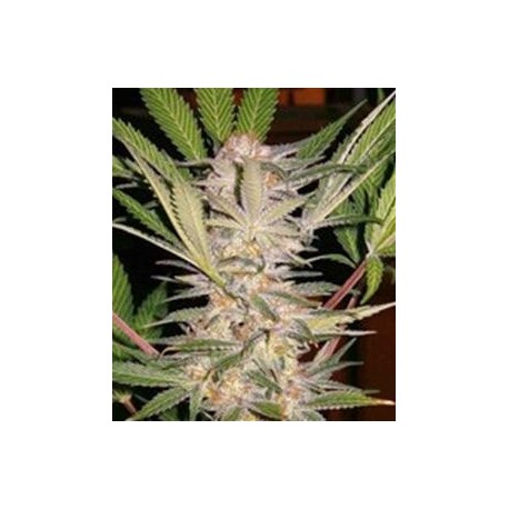 S.A.D. SWEET AFGANI DELICIOUS S1 * SWEET SEEDS 3 SEMI FEM 