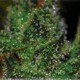 SUPER SILVER HAZE * BCN SEEDS 1 SEME FEM 