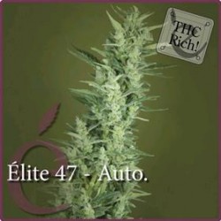 ELITE 47 AUTOFIORENTE * ELITE SEEDS 3 SEMI FEM 