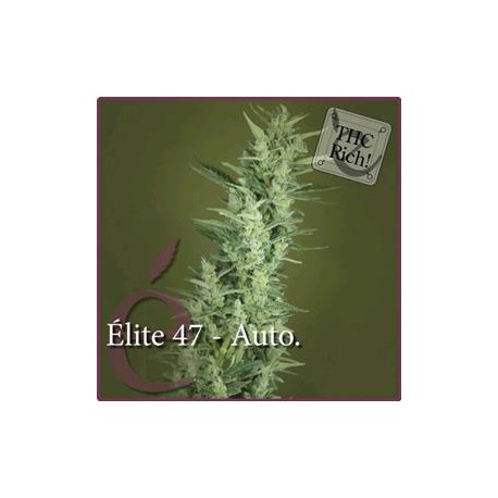 ELITE 47 AUTOFIORENTE * ELITE SEEDS 3 SEMI FEM 