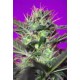 BOTAFUMEIROS * SWEET SEEDS FEMINIZED 3 SEMI 