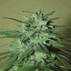 LA CHEPERUDETA * ELITE SEEDS 3 SEMI FEM 