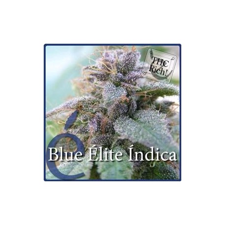 BLUE ELITE INDICA * ELITE SEEDS 3 SEMI FEM 