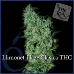 LLIMONET HAZE * ELITE SEEDS 3 SEMI FEM 