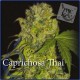 CAPRICHOSA THAI * ELITE SEEDS 7 SEMI FEM 