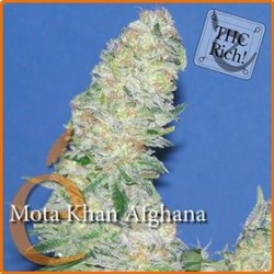 MOTA KHAN AFGHANA * ELITE SEEDS 7 SEMI FEM 