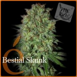 BESTIAL SKUNK * ELITE SEEDS 3 SEMI FEM 