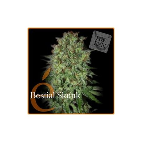 BESTIAL SKUNK * ELITE SEEDS 3 SEMI FEM 