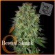 BESTIAL SKUNK * ELITE SEEDS 7 SEMI FEM 