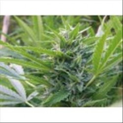 BLUE ELITE SATIVA * ELITE SEEDS 3 SEMI FEM 