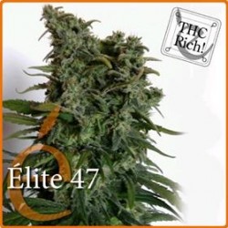 ELITE 47 * ELITE SEEDS 7 SEMI FEM 