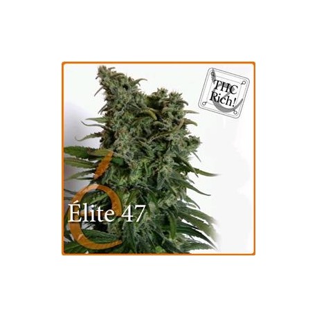 ELITE 47 * ELITE SEEDS 7 SEMI FEM 