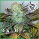 BLACK HOLE * ELITE SEEDS 3 SEMI FEM 