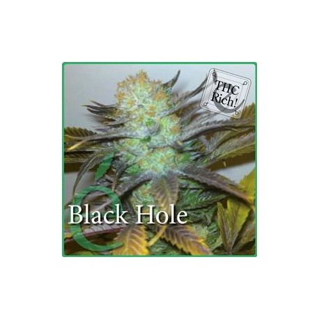 BLACK HOLE * ELITE SEEDS 3 SEMI FEM 