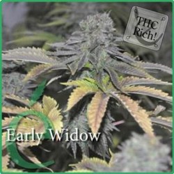 EARLY WIDOW * ELITE SEEDS 7 SEMI FEM 