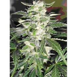 AUTO MAKKA 47 * MAKKA SEEDS 3 SEMI FEM