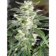 AUTO MAKKA 47 * MAKKA SEEDS 1 SEME FEM