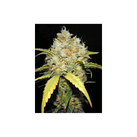 CRITICAL GANJA * MAKKA SEEDS 1 SEME FEM 