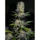 HOUCHIE HOUCHIE KUSH * MAKKA SEEDS 3 SEMI FEM