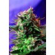 JACK 47 * SWEET SEEDS FEMINIZED 3 SEMI 