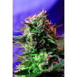 JACK 47 * SWEET SEEDS FEMINIZED 3 SEMI 