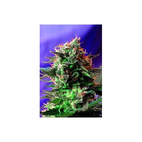 JACK 47 * SWEET SEEDS FEMINIZED 3 SEMI 