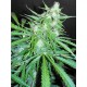 SUPER AUTO SKUNK * MAKKA SEEDS 3 SEMI FEM