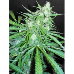 SUPER AUTO SKUNK * MAKKA SEEDS 3 SEMI FEM