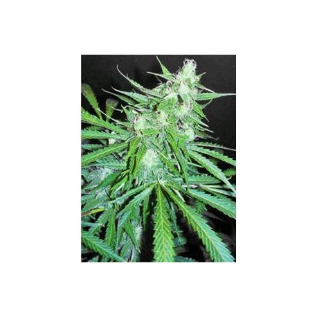 SUPER AUTO SKUNK * MAKKA SEEDS 1 SEME FEM 