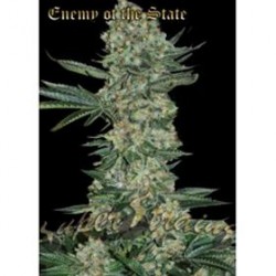 ENEMY OF THE STATE * SUPER STRAINS SEEDS FEMINIZED 1 SEME FEM 