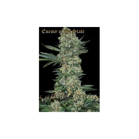 ENEMY OF THE STATE * SUPER STRAINS SEEDS FEMINIZED 1 SEME FEM 