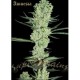 AMNESIA * SUPER STRAINS SEEDS FEMINIZED 3 SEMI 