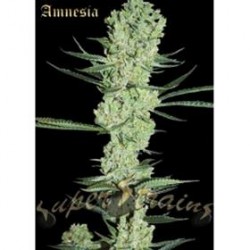 AMNESIA * SUPER STRAINS SEEDS FEMINIZED 3 SEMI 