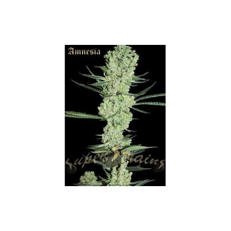 AMNESIA * SUPER STRAINS SEEDS FEMINIZED 3 SEMI 