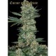 ENEMY OF THE STATE * SUPER STRAINS SEEDS FEMINIZED 3 SEMI 