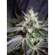 BLACK JACK * SWEET SEEDS FEMINIZED 5 SEMI 