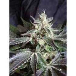 BLACK JACK * SWEET SEEDS FEMINIZED 5 SEMI 