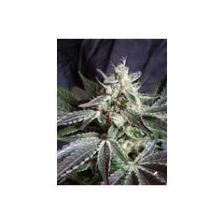 BLACK JACK * SWEET SEEDS FEMINIZED 5 SEMI 