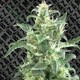 SWEET MOBY * ZAMBEZA SEEDS 1 SEME FEM 