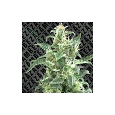 SWEET MOBY * ZAMBEZA SEEDS 1 SEME FEM 