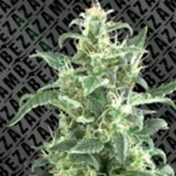 SWEET MOBY * ZAMBEZA SEEDS 5 SEMI FEM