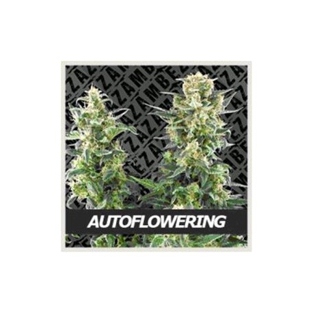 AUTOFLOWERING MIX * ZAMBEZA SEEDS 10 SEMI FEM